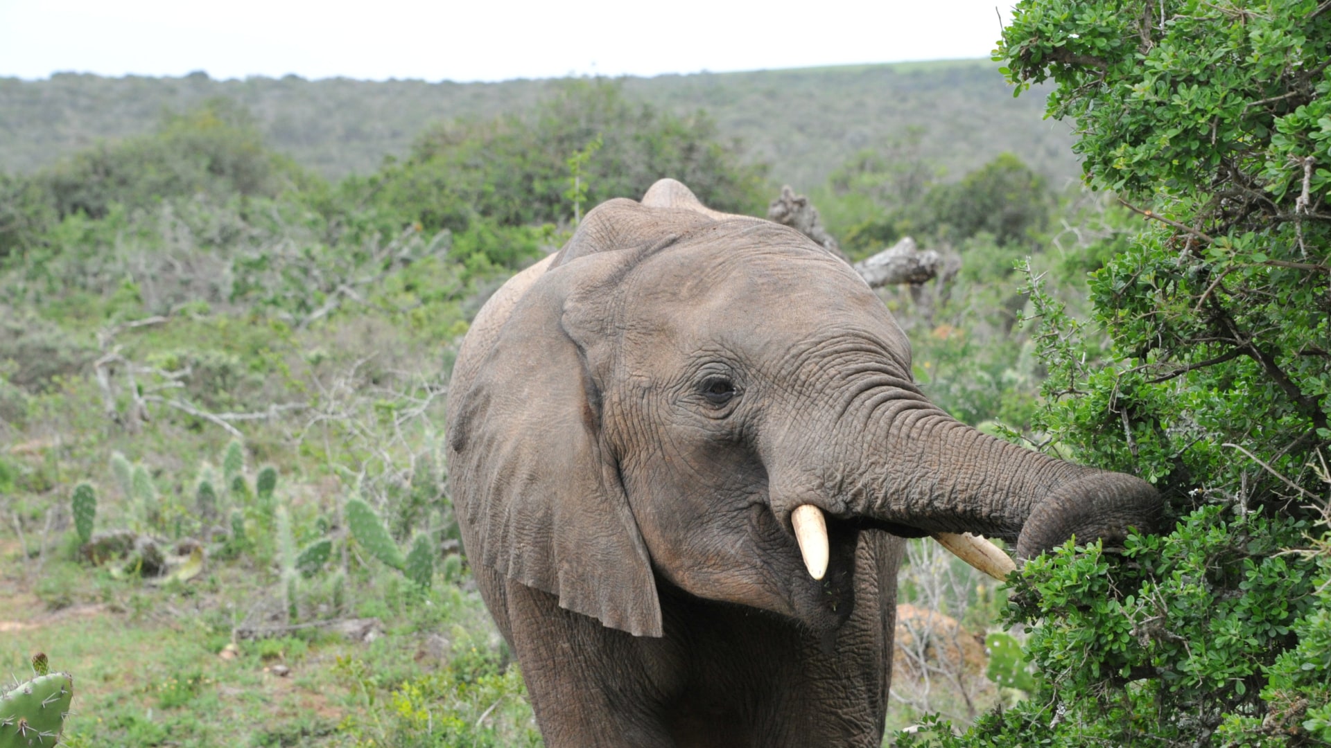 Aktive Entdeckungstour entlang der Garden Route